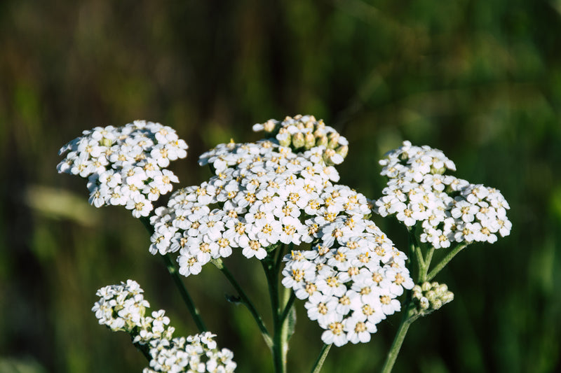 JANUARY BLENDS: YARROW